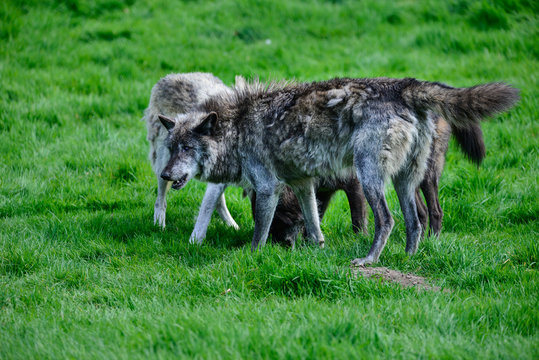 Beautiful Timber Wolf Cnis Lupus stalking and eating in forest clearing landscape setting