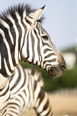 Fototapeta na wymiar Portrait of zebra in natural light