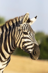 Portrait of zebra in natural light