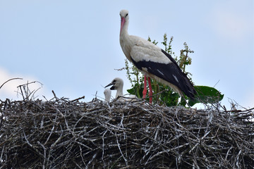 Little stork in the family nest cared by parent mother 