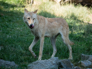 Fototapeta premium Loup