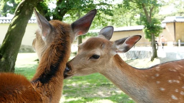 Young Deer in Nara park,Kansai,Japan. In spring season.