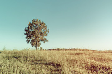 Fototapeta na wymiar Lonely birch in a field.Rural landscape. Retro style.