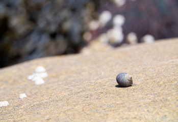 Seashell
