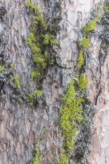 Flechten in Baumstamm