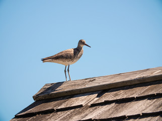 Sandpiper