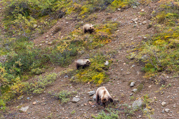 Grizzly Sow and Cubs Feeding in Denali National Park Alaska