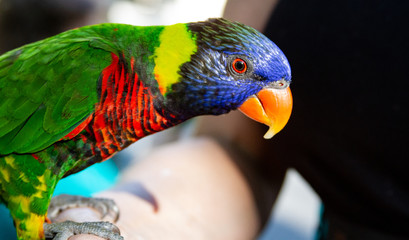 Colorful Lorikeet with Orange Beak