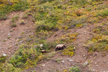 Grizzly Sow and Cubs Feeding in Denali National Park Alaska