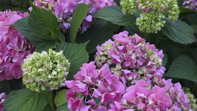 Beautiful flowers. Beauty in nature. Hydrangea macrophylla - Beautiful bush of hydrangea flowers.
