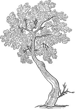 Sketch of a decorative small oak tree