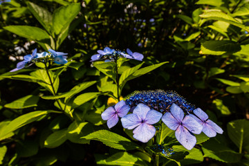 紫陽花 Hydrangea