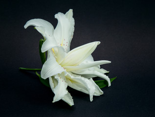 lush white lily on a black paper background
