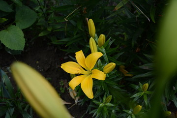 The lily is bright yellow in the garden