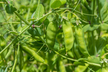 fresh green pea pods growing in garden