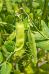 fresh green peas growing in the pod
