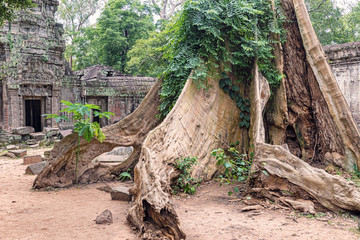 Obraz premium Ta Prohm the temple ruins overgrown with trees at Angkor, Siem Reap , Cambodia,