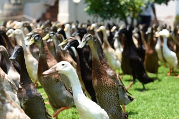 runner ducks in cape town