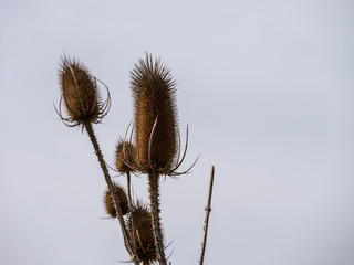 Dry thistles with bright background. closeup