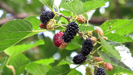 Mulberry begins  to ripen
