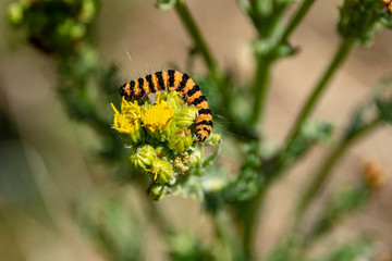 Cinnabar moth eating common ragwort