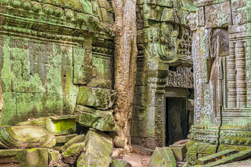 Ta Prohm  the temple ruins overgrown with trees at Angkor, Siem Reap , Cambodia