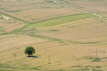 Fototapeta premium alleinstehender baum inmitten von getreidefeldern