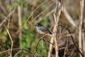 Anairetes parulus