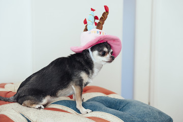 Chihuahuas are sitting on a hat in the shape of a birthday cake
