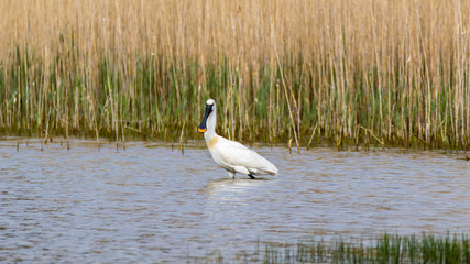 Spatule blanche/Spoonbill