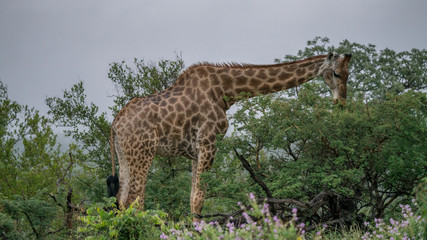 Giraffen im afrikanischen Busch © Michael