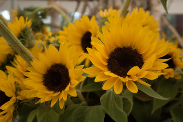 Sonnenblumen