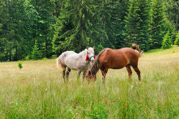 Naklejka na ściany i meble A pair of beautiful horses are grazing in a forest meadow.