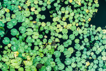 Aerial drone top view of duckweed covering the surface of a pond