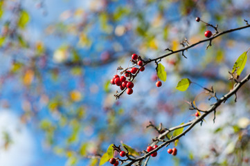 Tree Berries Two