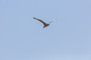 Fototapeta na wymiar Seagull in fly