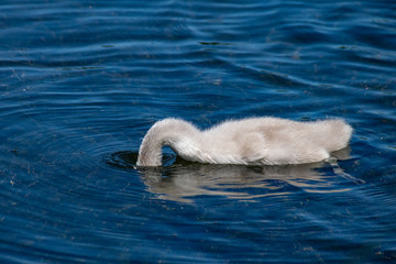 Fototapeta premium Head beneath the surface of the water, young mute cygnet swan searching for food