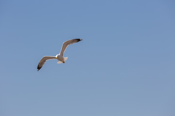 Seagull in fly