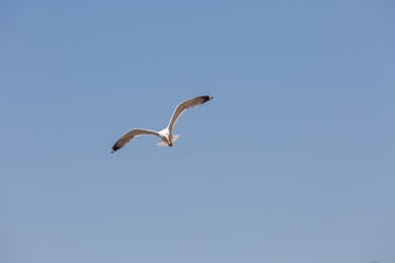 Seagull in fly