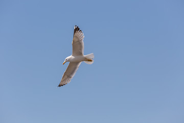 Seagull in fly