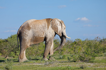 Fototapeta premium Large African elephant (Loxodonta africana) bull covered in mud, Etosha National Park, Namibia.