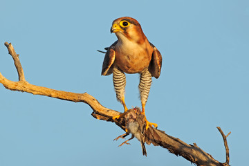 A red-necked falcon (Falco chiquera) with bird prey, South Africa.