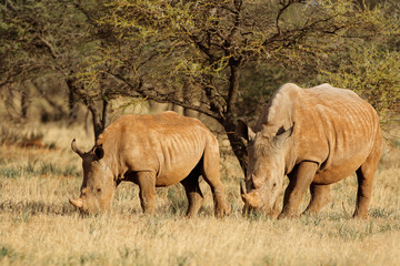 Obraz premium White rhinoceros (Ceratotherium simum) with calf in natural habitat, South Africa.
