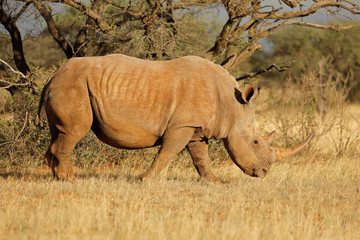 Obraz premium A white rhinoceros (Ceratotherium simum) grazing in natural habitat, South Africa.