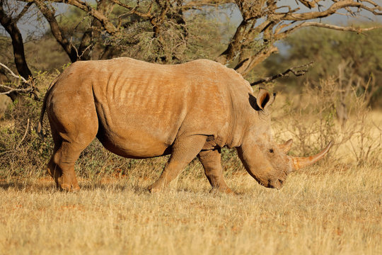A white rhinoceros (Ceratotherium simum) grazing in natural habitat, South Africa.