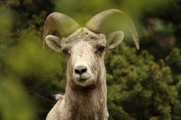 Obraz premium Bighorn Sheep