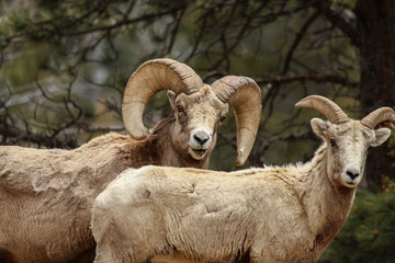 Obraz premium Bighorn Sheep