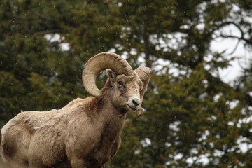 Bighorn Sheep