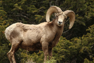 Bighorn Sheep