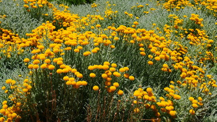 Massif d'immortelles jaune